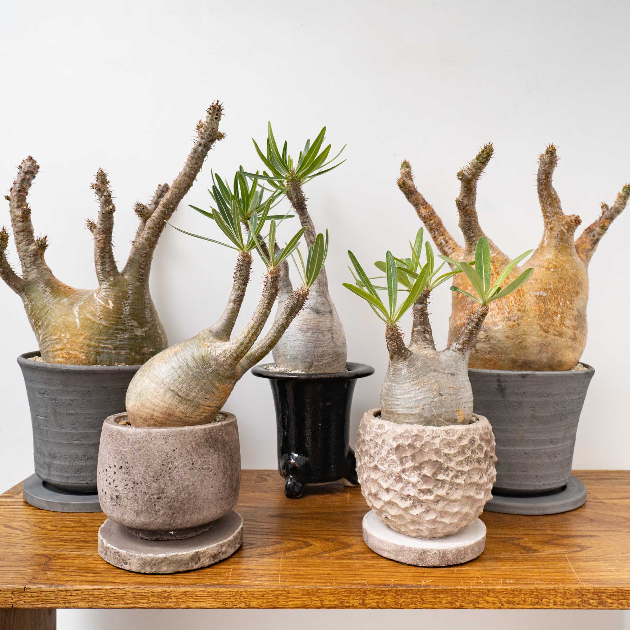 Lサイズ 26 Lサイズ 26 手作植木鉢 陶器鉢（invisible ink raw life