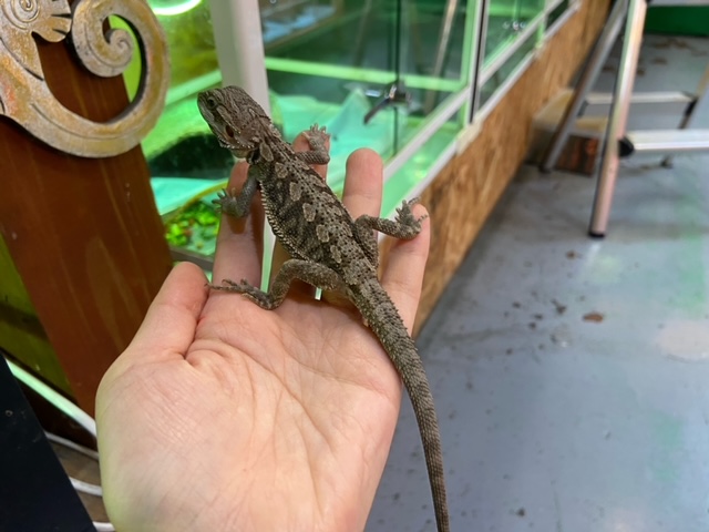フトアゴヒゲトカゲが大量入荷致しました！（熱帯倶楽部 東川口本店
