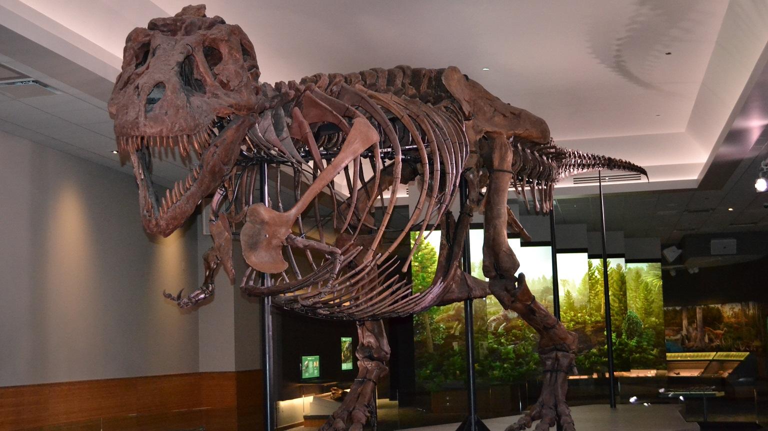 Sue the T. Rex Has Given Up a Limb for Science: The Dino's