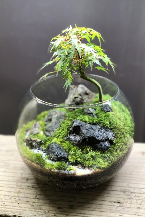 ガラスの中の森に癒される「苔テラリウム」とは？苔で独自の世界を構築