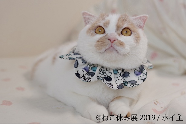 ホイちゃんをはじめスター猫が勢ぞろいの「ねこ休み展」が静岡＆広島に