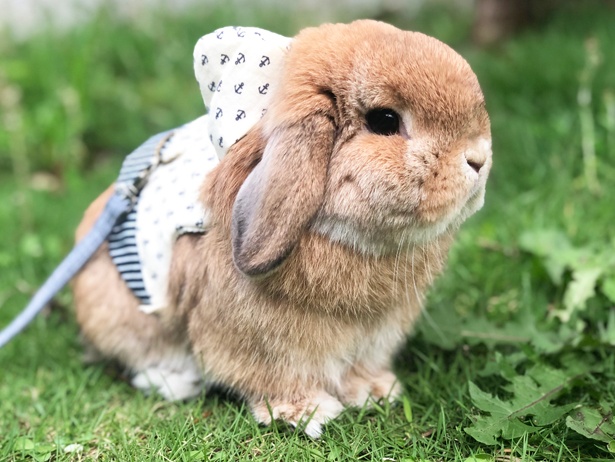 画像40枚》見るだけで癒される…！キュートなタレ耳ウサギ・もこちゃん