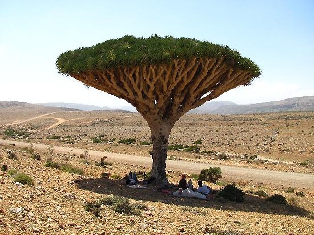 画像3 / 16＞この木なんの木!?世界の気になる巨木・奇木を大紹介