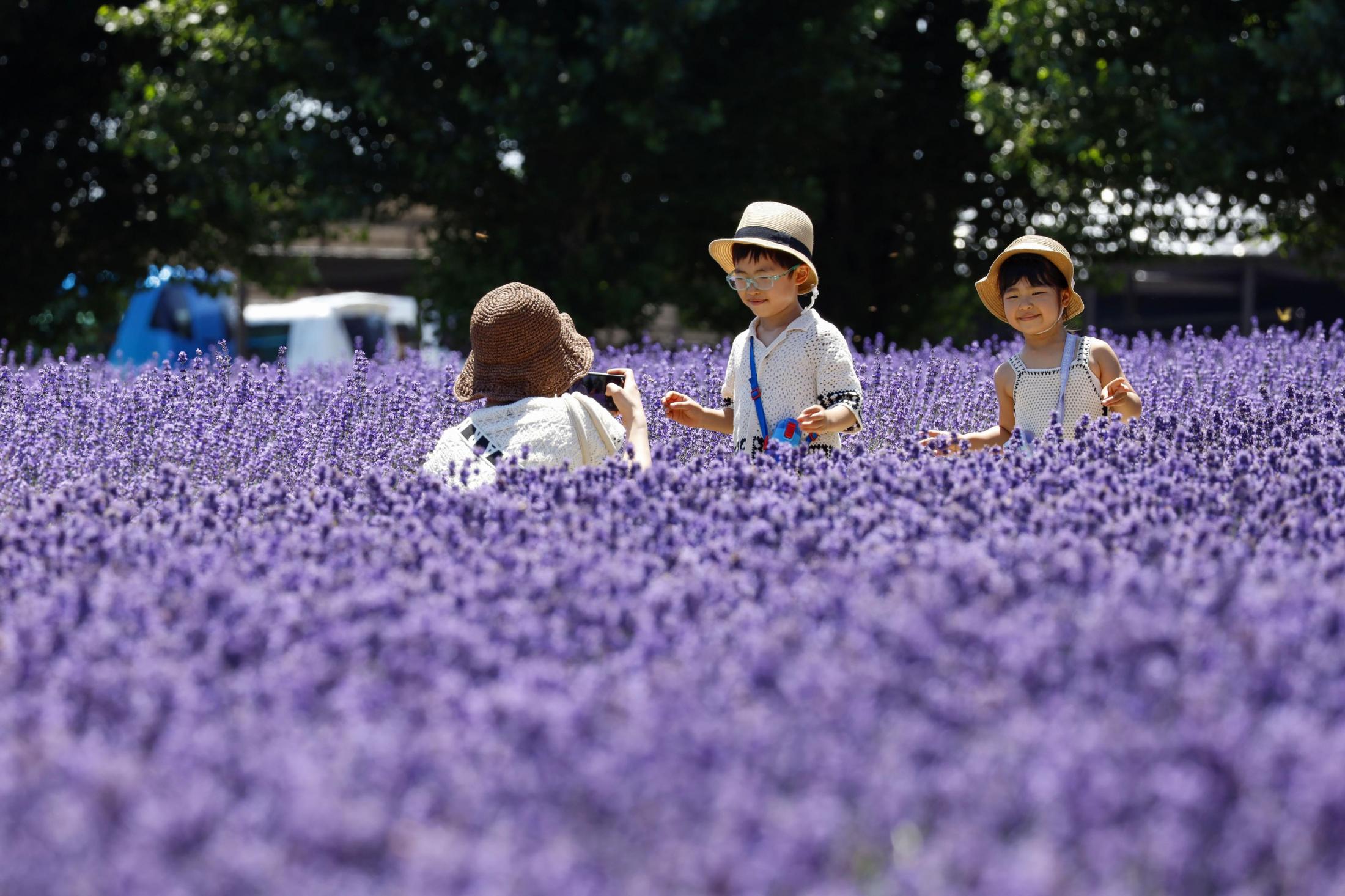 北海道・富良野でラベンダー見頃 丘一面の紫、香りふんわり（共同通信