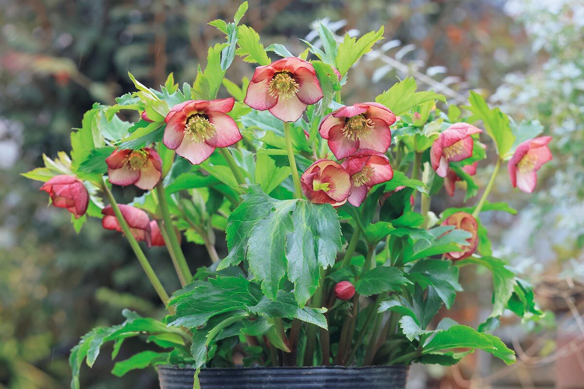 花だけでなく株姿にも注目 丈夫で美しい大株に育つクリスマスローズの