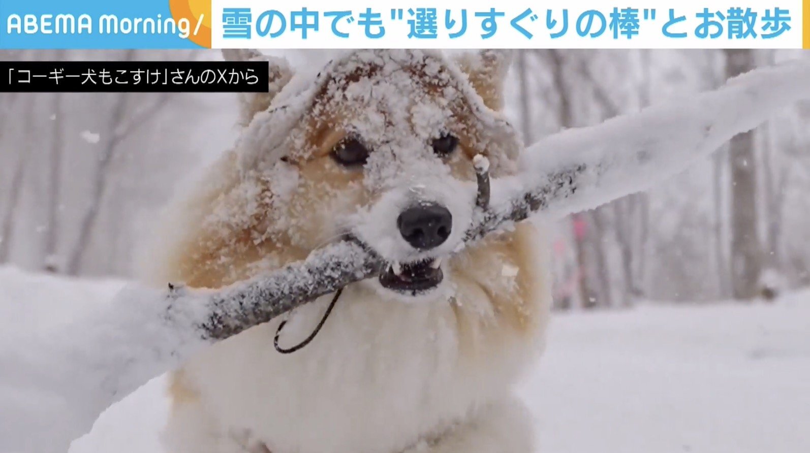 大雪でも…木の棒を“くわえっぱなし”で散歩するコーギーに「気をつけて