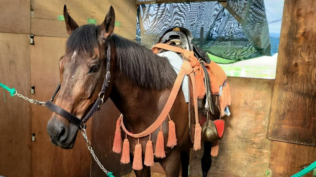 2002年皐月賞馬ノーリーズン亡くなる 池江泰郎厩舎出身最後のGI生存馬