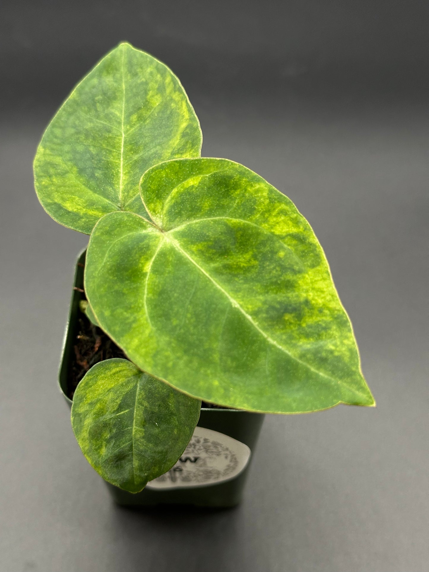 Variegated Anthurium Crystallinum x Papillilaminum 'Thai' (327W26