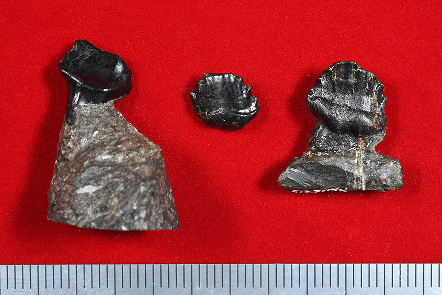 長崎市内で新たに鎧竜歯化石が発見されました｜ ベネックス恐竜博物館