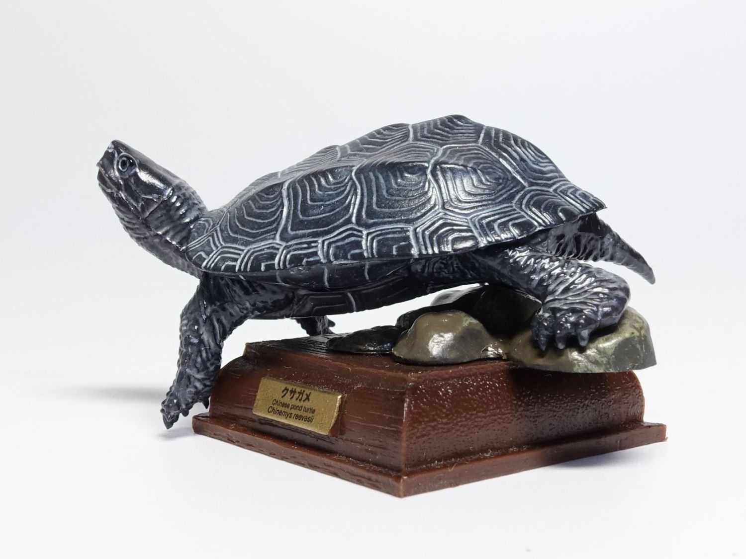 ネイチャーテクニカラー 日本のカメ