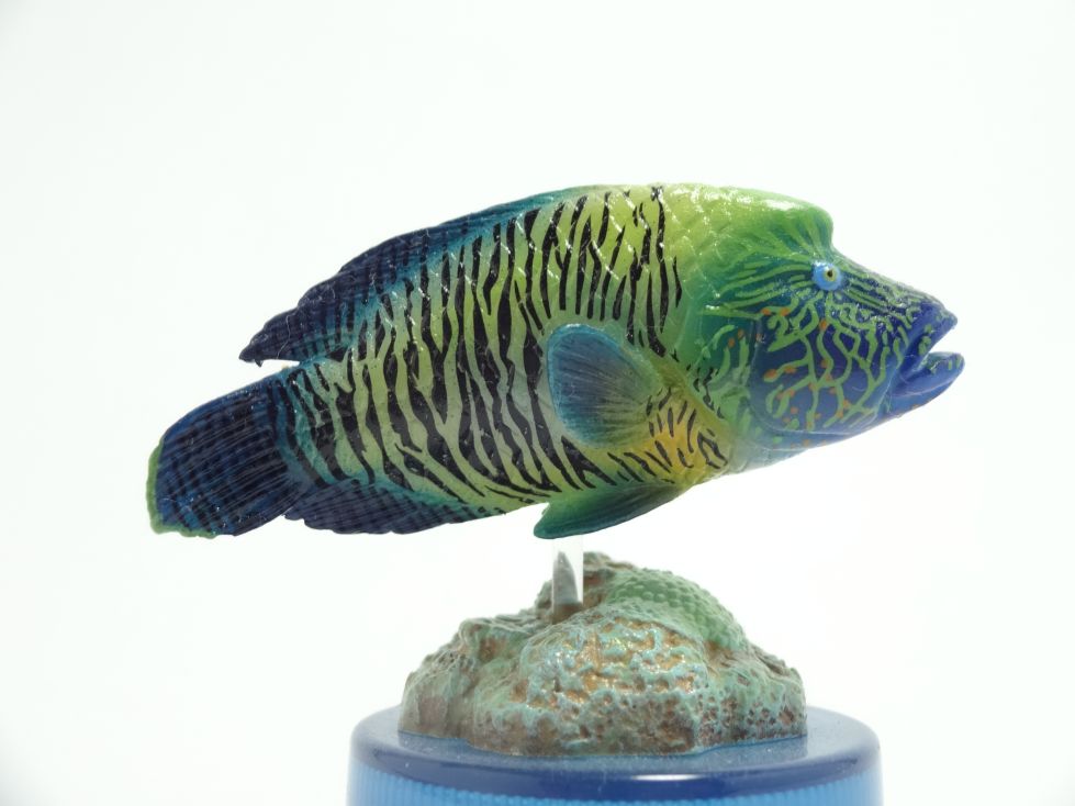 日本水族館立体生物図録1