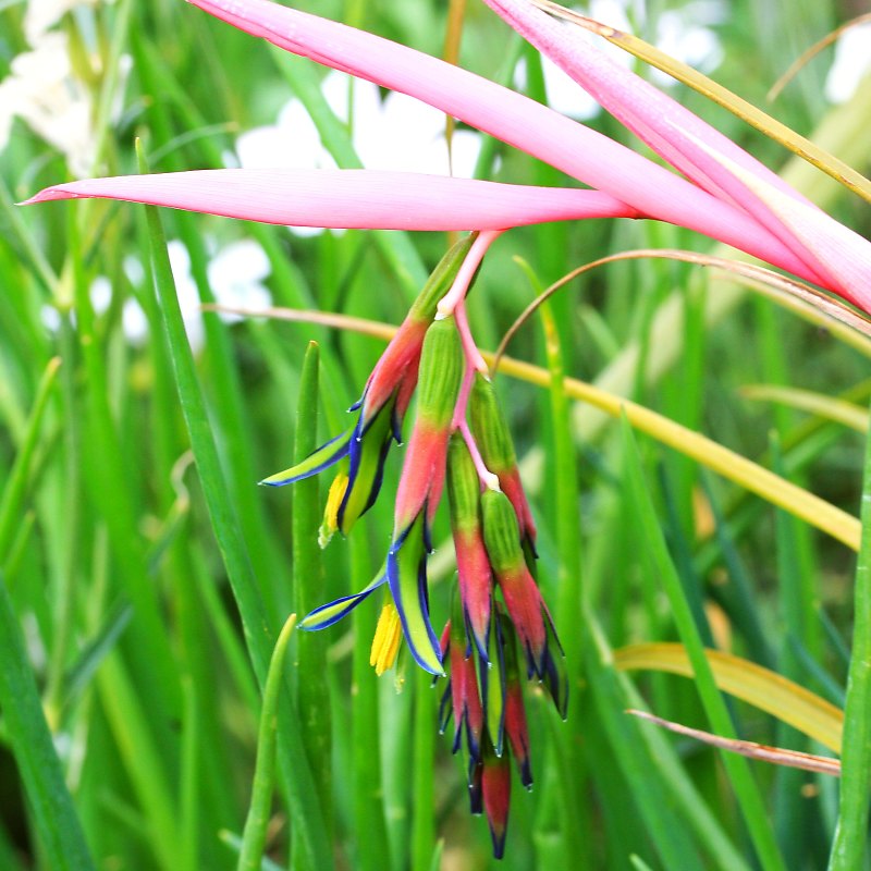 ヨウラクツツアナナス