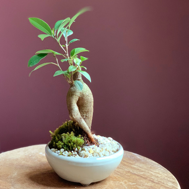 送料無料！盆栽 ガジュマル 万古焼白丸鉢 多幸の樹 縁起の樹