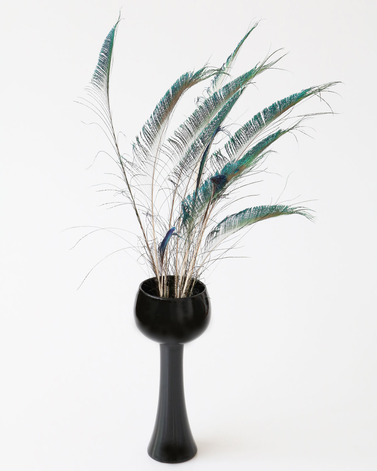 孔雀の羽根 ピーコックソード | 花のギフト | 日本総合園芸