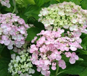 ウズアジサイ（オタフク） 5寸ポット植え ：紫陽花 渦紫陽花 | 日本