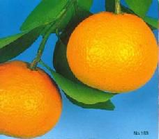 スイートスプリング：果樹苗 柑橘苗 苗木 接木 苗 みかん | 日本花卉