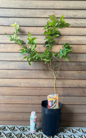 ジャボチカバ（4.5寸ポット植え）：熱帯果樹苗 大葉系ジャボチカバ