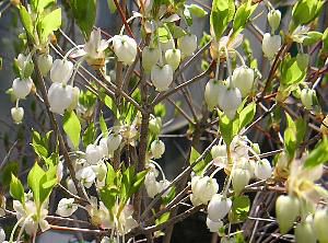 白花ドウダンツツジ 5寸ポット植え | 日本花卉ガーデンセンター(本店)