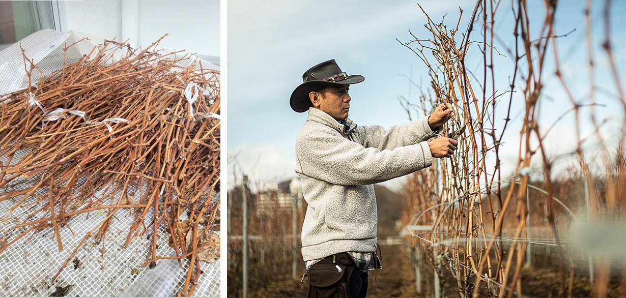 廃棄されるブドウのツルを利用したダイナミックなディフューザー