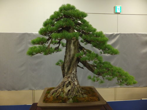 吾妻五葉松盆栽ー福島を輝かせるオリジナル・コンテンツにもっと光を