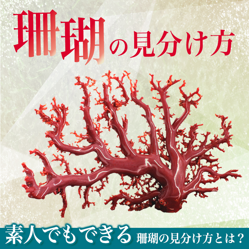珊瑚の見分け方】素人でもできる珊瑚の見分け方とは？｜骨董品に関する