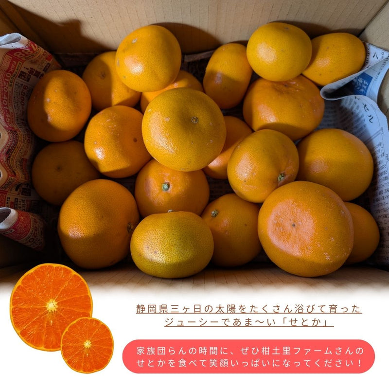 柑橘 【柑土里ファーム】 せとか 3.5kg センサー 糖度12度 静岡県