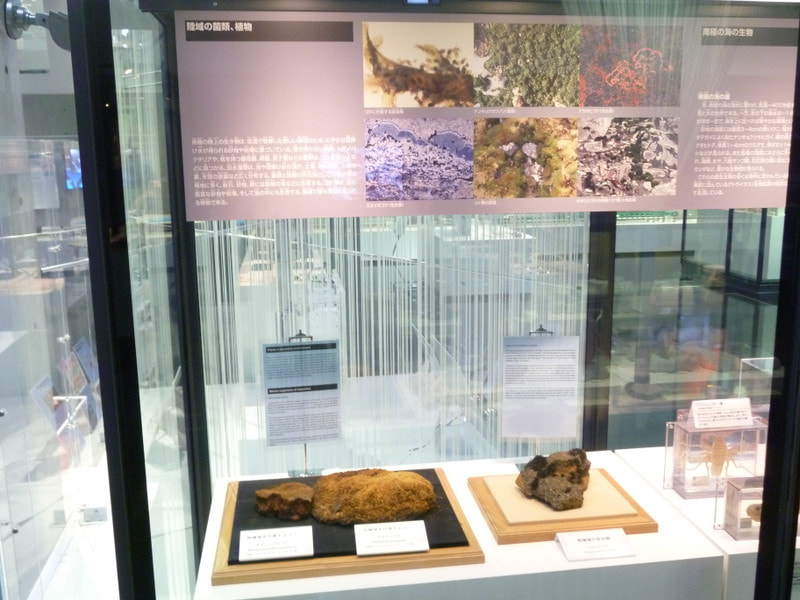 コケに注目 - 南極・北極科学館 スタッフブログ