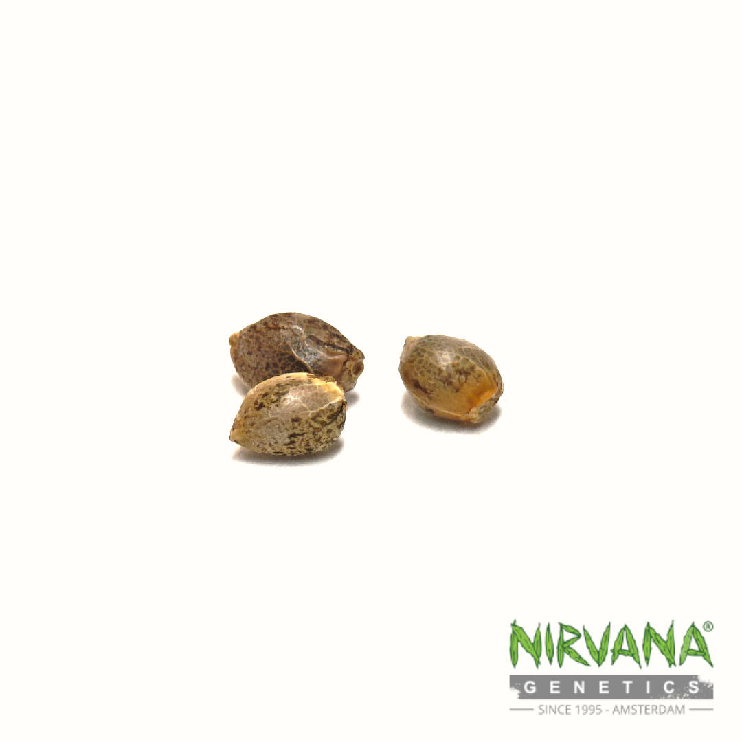 Buy Hawaii Maui Waui Feminized Seeds | Creative High