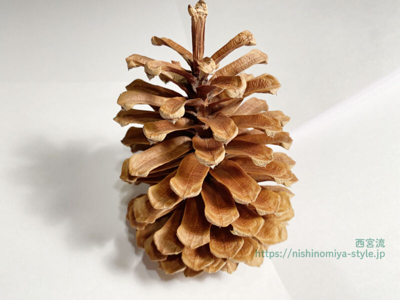 ビッグ松ぼっくりのクリスマスツリーの作り方 – 西宮流 (にしのみや