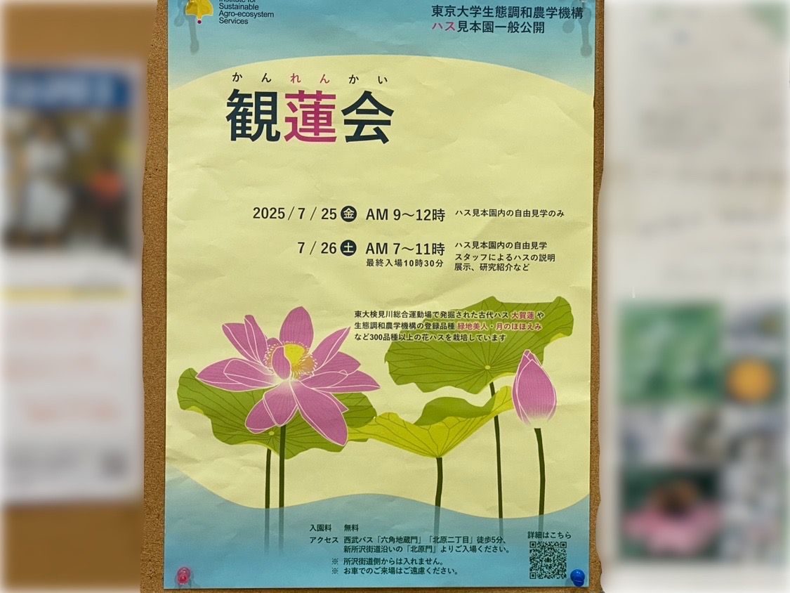 西東京市】田無東大農場で、ハス見本園の一般公開・観蓮会が7/25(金