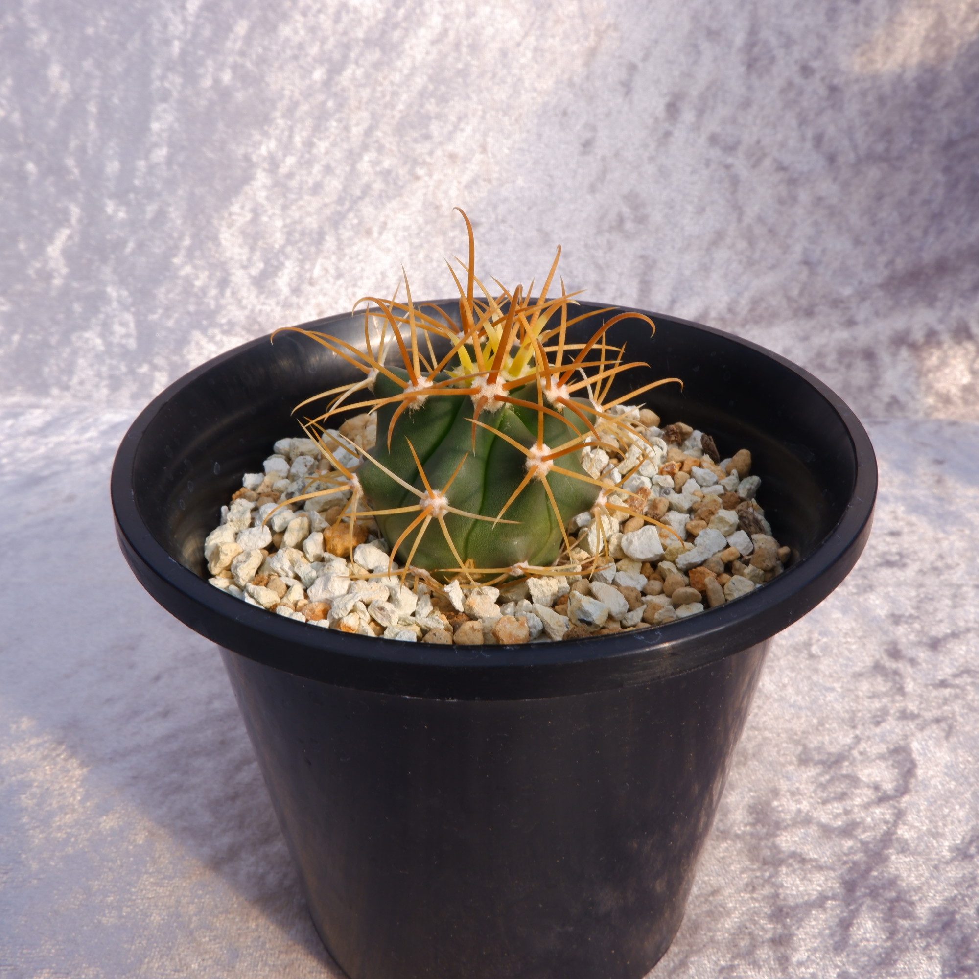 ◇フェロカクタス 王冠竜 綴化 モンスト◇サボテン・多肉植物 ◇1018