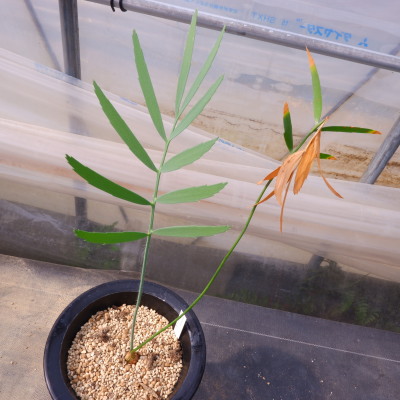 商品詳細 - 信州西沢サボテン園