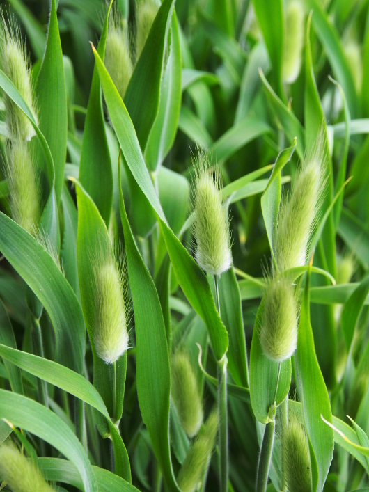 やっぱり、そうなっちゃいます？ | 京都のhory garden日記