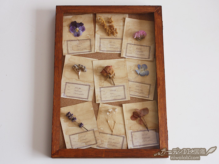 100円ショップの木箱とコーヒー染めで作るアンティークな植物標本