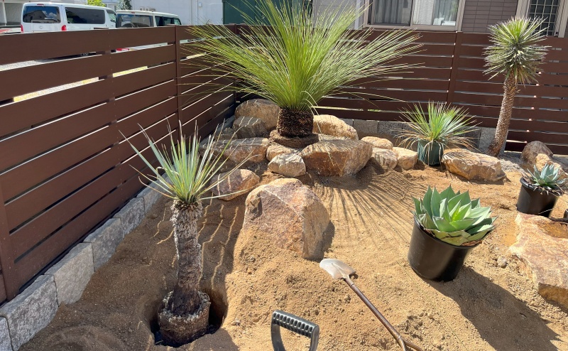 ダシリリオンやユッカが並ぶドライガーデン(倉敷市) | 庭家plus 岡山