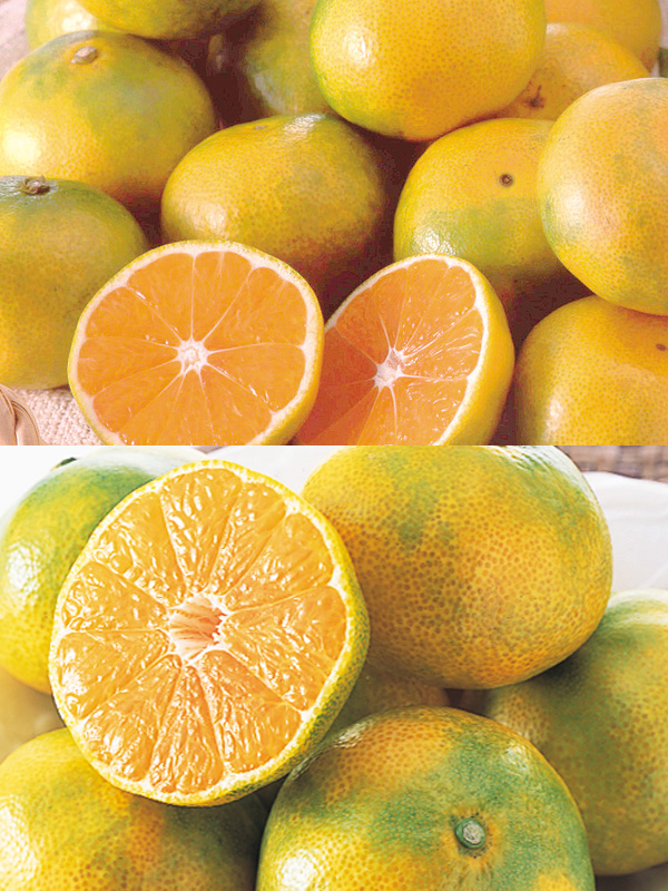 ワケあり極早生みかん約9kg | のま果樹園