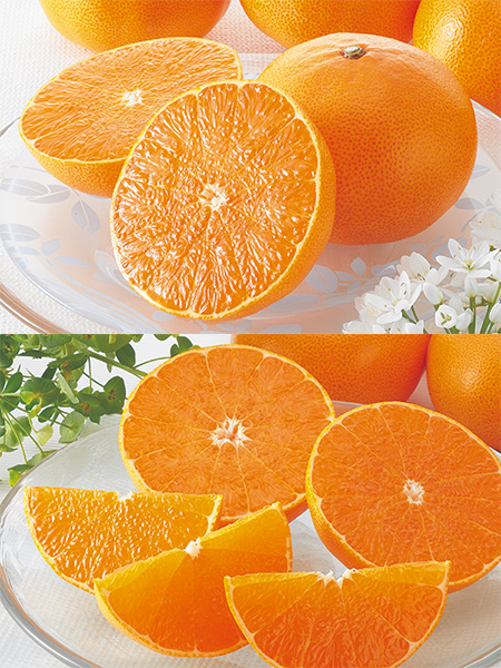 ハウスせとか約1.8kg-贈答用 | のま果樹園