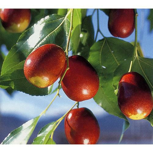 果樹苗 ナツメ 【 ナツメ 1年生苗 】 | 農業屋.com