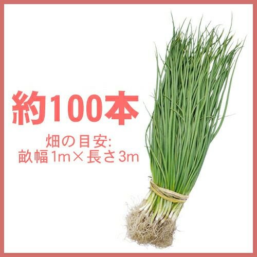 玉ねぎ苗 【予約】 【 晩生 もみじ3号 （アサヒ3号） 】 約100本