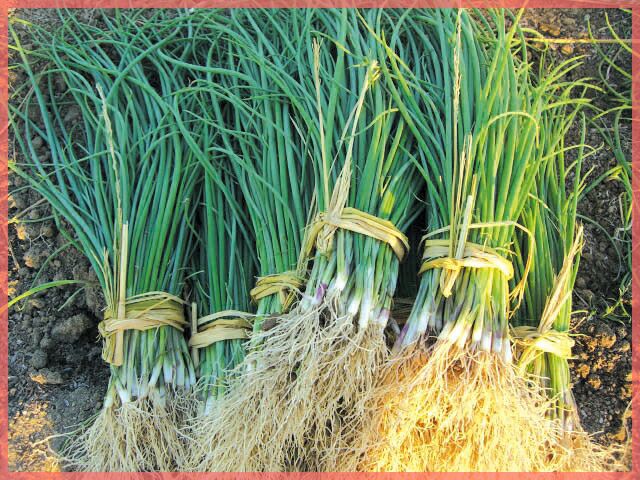 玉ねぎ苗 【予約】 【 晩生 もみじ3号 （アサヒ3号） 】 約100本