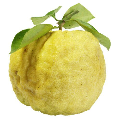 柑橘類の苗 【 獅子柚 （ ししゆず 別名： ジャガタラユ ） 】 1年生