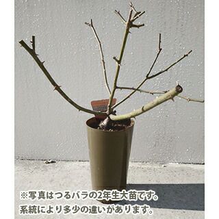 000000021385-02.jpg?size=l&w=