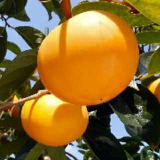 果樹苗 【 柿 麗玉 1年生苗木 】 品種 麗玉 品種登録番号 25273 | 農業