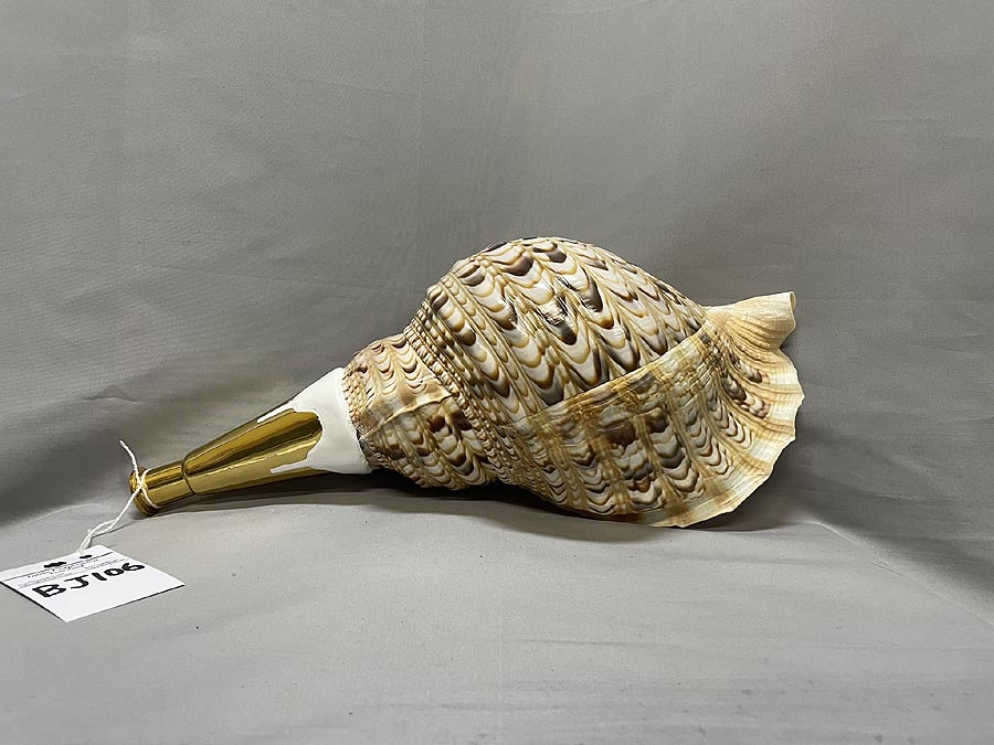法螺貝 法螺貝 天然 笛 置物 ホラ貝 楽器 ほら貝 法螺貝、ホラ貝