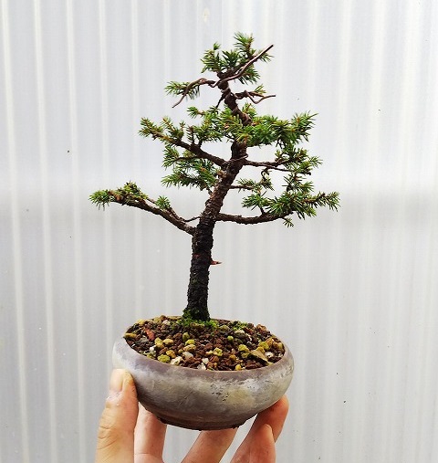 のほほん盆栽日誌～ 蝦夷松