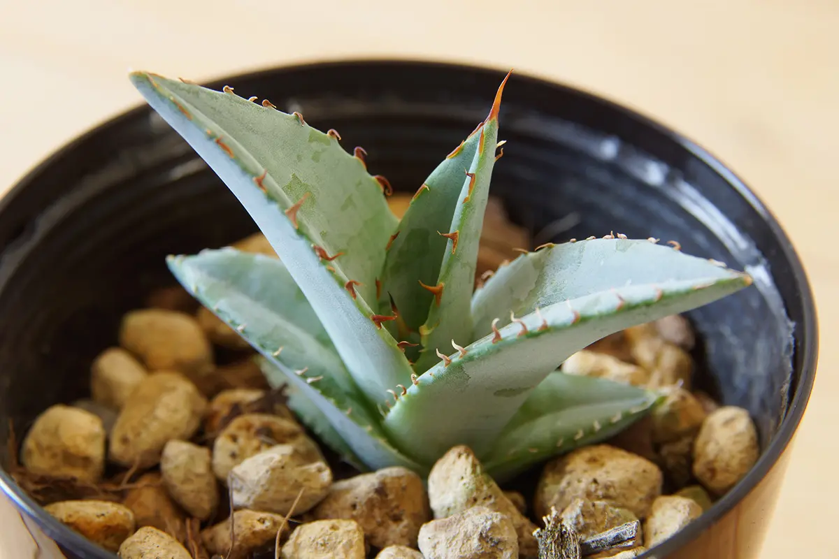 アガベ属の多肉植物 アガベ・チタノタ ブルーの基本的な育て方をご紹介