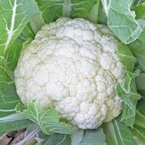 珠月｜野崎採種場