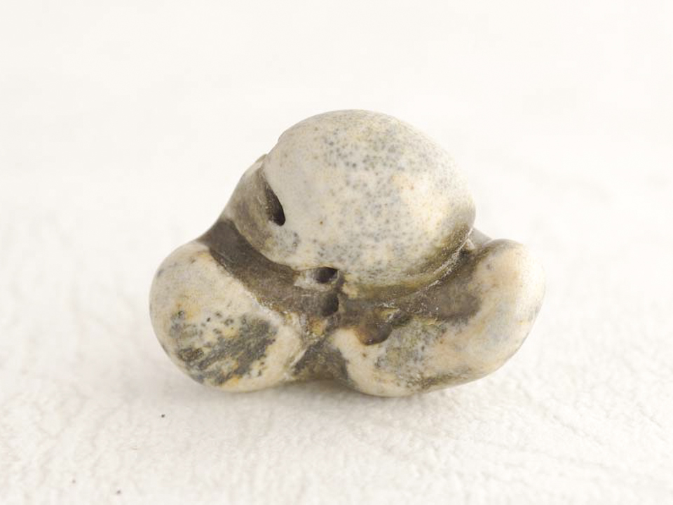 イルカの耳骨 G5-01 – NPO法人なの花会