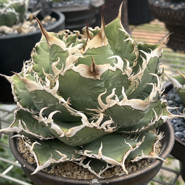 アガベ SAD（南アフリカダイヤモンド）販売・購入｜レア株・一点物はNR