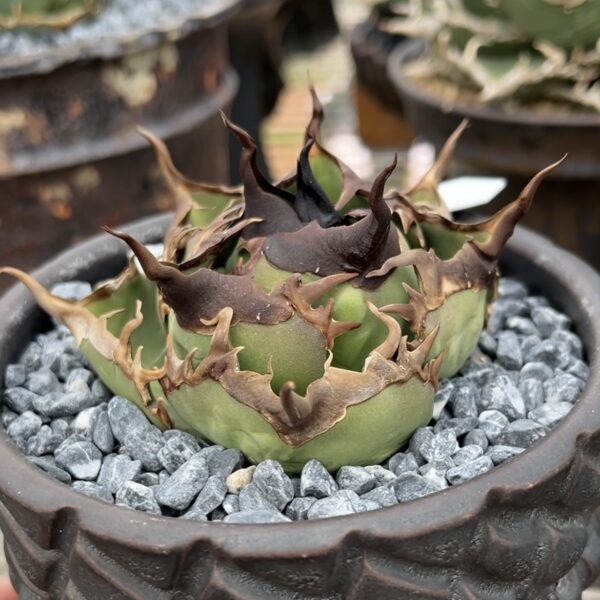 アガベ SAD（南アフリカダイヤモンド）販売・購入｜レア株・一点物はNR